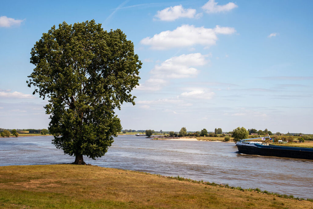 1739 20200519 rivierenlandschap boom Lekdijk Lek Noord-DSC5086 bewerkt een laag